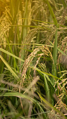 Dropping rice paddy in the sunlight in the countryside