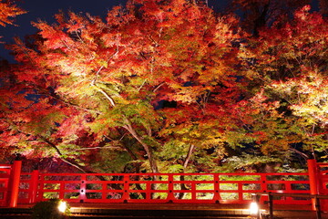秋の京都・北野天満宮の紅葉