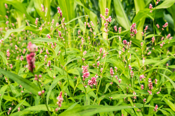 red and green flowers