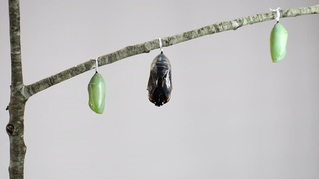 Monarch butterfly emerging from its chrysalis