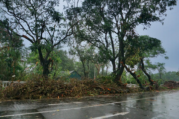 Trees beside Kolkata road with dim sky in background, monsoon image of Kolkata, West Bengal, India.
