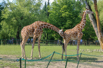 Girafas