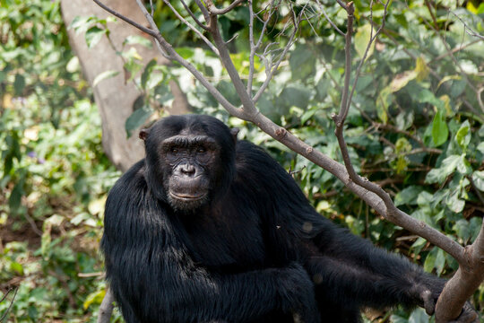 A Chimpanzee Looking at Camera