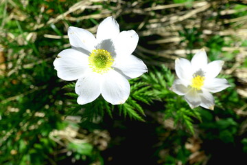 white anemone
