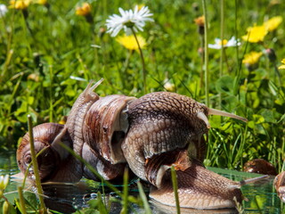 Snails mate