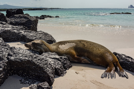 A Lone Pup Enjoys the Sun