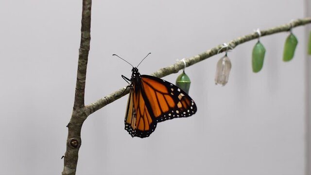 Monarch butterfly drying its wings