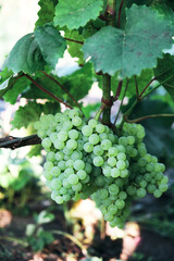 Aunch of grapes on a bright Sunny day.Kishmish grape variety.