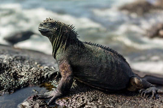 An Iguana Framed by the Sea