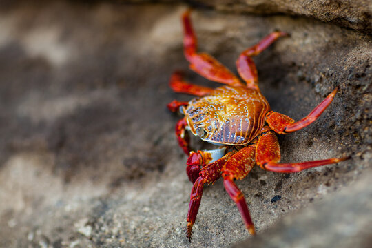 A Colorful Crab Scavenges for Food