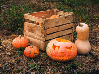 Jack-o-lantern and pumpkins near box