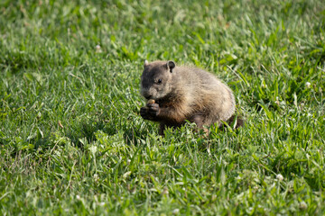 ground hog has found a peanut to eat on a sunny day at the park