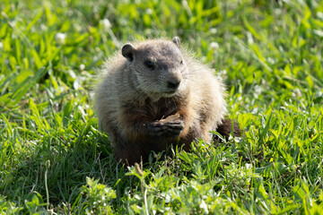 ground hog has found a peanut to eat on a sunny day at the park