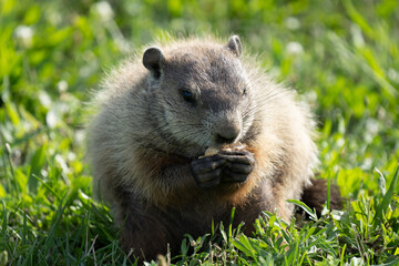 ground hog has found a peanut to eat on a sunny day at the park