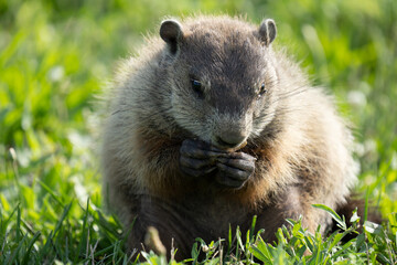 ground hog has found a peanut to eat on a sunny day at the park