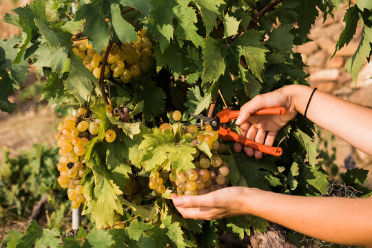 Crop hands cutting grape vine