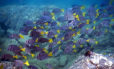 Fototapeta na wymiar Costa Rica sea life