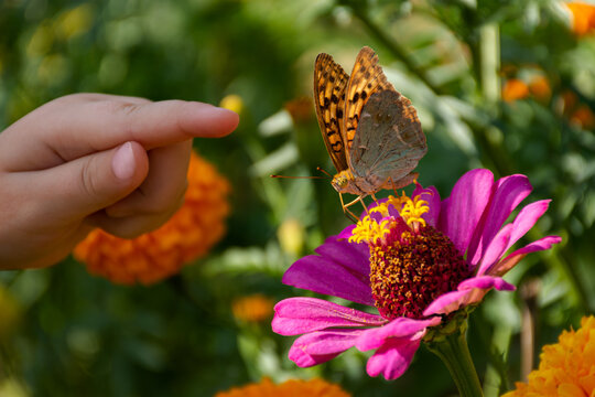 A child's hand and a butterfly on a flower. The girl is hunting butterflies. A close-up of pink zinnias and butterflies are painted ladies. A small hand and a butterfly in selective focus. Summertime. - Powered by Adobe