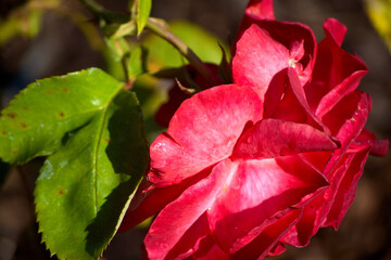 An up close view of a pink rose