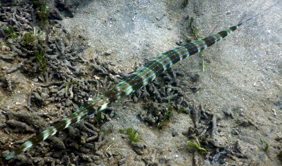 Costa Rica sea life