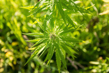 Field of industrial hemp (cannabis) in the evening sun. Legally planted on the field