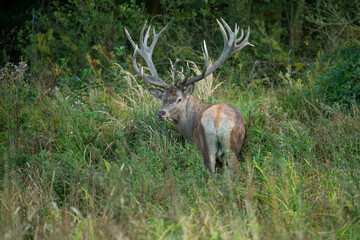 Red deer in the nature habitat during the deer rut