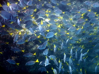 Fototapeta na wymiar Costa Rica sea life