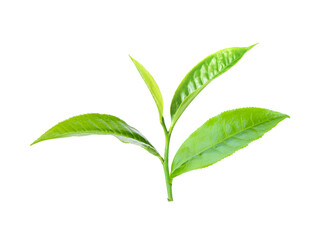 Green tea leaf on white background