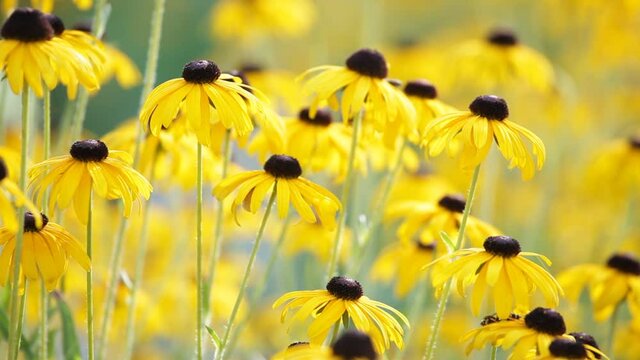 Yellow blossoms of a flower, rudbeckia hirta, swaying gently in the morning sun &ndash; selective focus 
