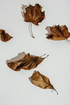Leaves