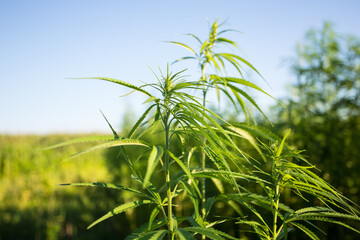 Field of industrial hemp (cannabis) in the evening sun. Legally planted on the field