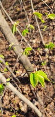 green sprout growing in the ground