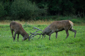 Red deer in the nature habitat during the deer rut