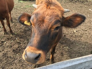 cow in the farm