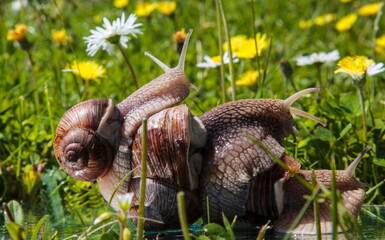 Snails on the grass