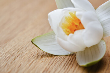 Obraz na płótnie Canvas Single beautiful water lily or white lotus flower on wooden background. Shallow depth of field