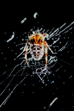 Garden Spider