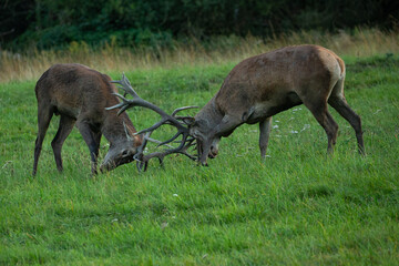 Red deer in the nature habitat during the deer rut
