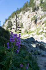 purple and green plant in mountainous terrain