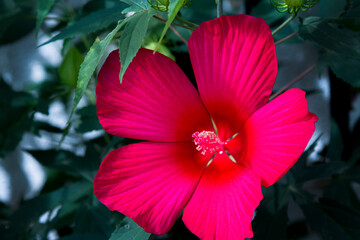 Bright red Scarlet Rose Mallow