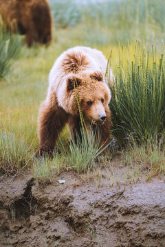Young Grizzly Bear Eating in Alaska