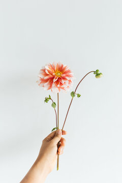 Hand holding pink Dahlias against white background