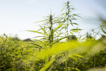 Field of industrial hemp (cannabis) in the evening sun. Legally planted on the field