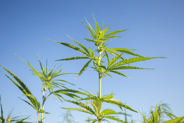 Field of industrial hemp (cannabis) in the evening sun. Legally planted on the field