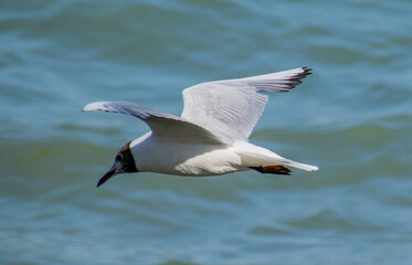 Fototapeta na wymiar Seagull in flight over the sea. Copy space