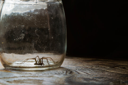 Spider in a jar.