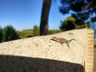 Small lizard perched on a railing of a farm in the field