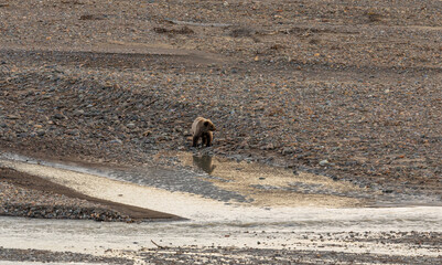 Grizzly Bear Along an Alaska River in Fall