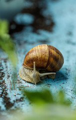 Snail in the garden on a light blue painted wood plate