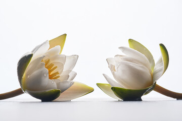 Two beautiful white lotus flowers or water lily on white background.  Shallow depth of field